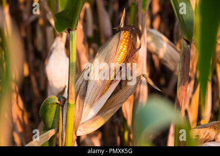 Corn on the cob in the corn field just before the harvest. Stock Photo