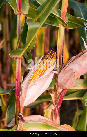 Close-up of a sun-ripened corncob in corn field. Stock Photo