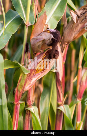 Corncobs in a corn field with ripe corn kernels at harvest time. Stock Photo