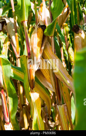 Ripe corncobs in a corn field lit by the last rays of the sun. Stock Photo