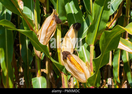 Closeup of three ripe corncobs with golden yellow corn in a corn field. Stock Photo