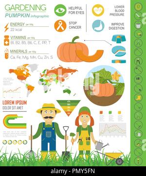 Gardening work, farming infographic. Pumpkin. Graphic template. Flat style design. Vector illustration Stock Vector