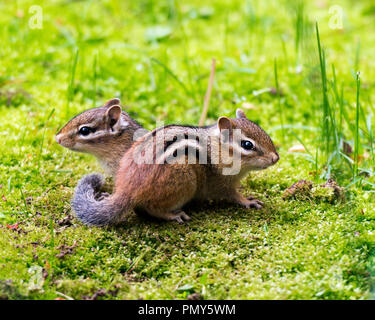 Chipmunk babies in their environment. Stock Photo