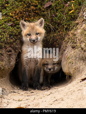 Red Fox kits in the entrance of their den enjoying its surrounding. Stock Photo