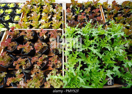 Fresh organic vegetables glowing on raise bed Stock Photo