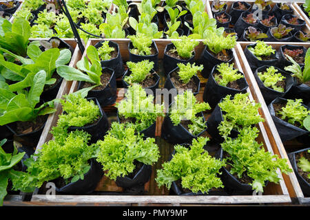 Mix organic vegetables glowing on raise bed Stock Photo