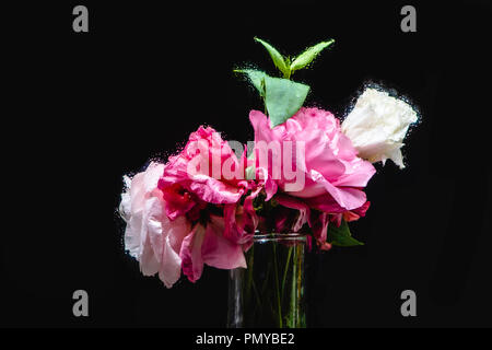 close-up view of beautiful wet pink and white eustoma flowers in transparent vase on black Stock Photo