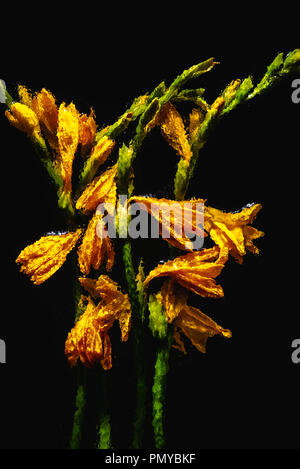 beautiful blooming wet orange lily flowers and buds isolated on black Stock Photo