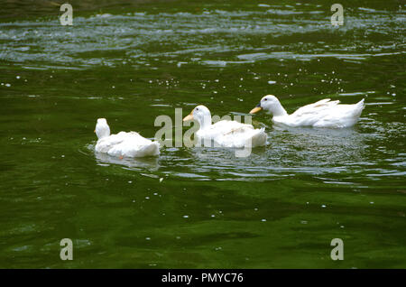 Three white Pekin ducks in a line, Beijing, china Stock Photo