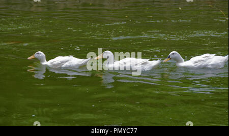 Three white Pekin ducks in a line, Beijing, china Stock Photo