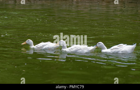 Three white Pekin ducks in a line, Beijing, china Stock Photo