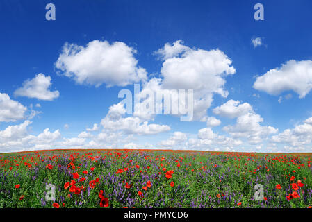 Idyllic landscape, field full of beautiful red poppies, blue sky and white clouds in the background Stock Photo