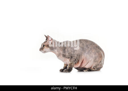 side view of fat grey sphynx cat sitting isolated on white Stock Photo