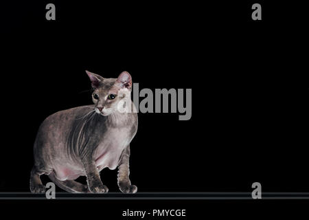 side view of domestic grey sphynx cat looking away isolated on black Stock Photo