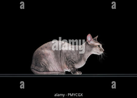 side view of friendly domestic grey sphynx cat sitting isolated on black Stock Photo