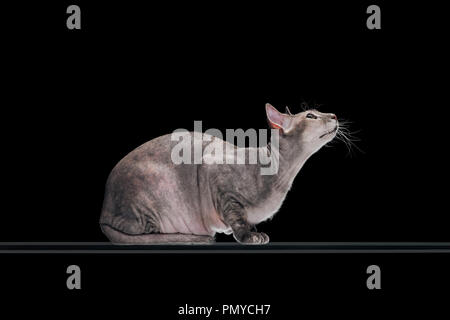 side view of domestic grey sphynx cat looking up isolated on black Stock Photo