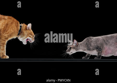 angry ginger cat hissing at sphynx cat isolated on black Stock Photo