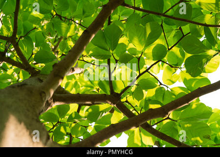 tree branch on sunny day lower view point for summer holiday concept Stock Photo