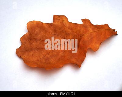 Fallen autumn oak leaf on white background. Brown oak leaf. Close up. Stock Photo
