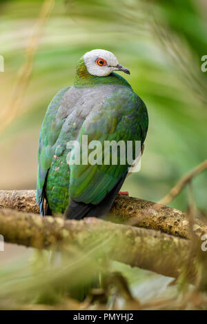 White-bellied Imperial-pigeon - Ducula forsteni, beautiful colorful pigeon from Indonesian forests and woodlands. Stock Photo