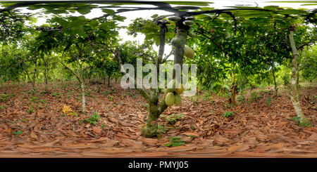 360 degree panoramic view of Cocoa pods growing. Grand-Béréby, Cote d'Ivoire