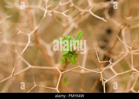 Close up on the leaves of Greek spiny spurge (euphorbia acanthothamnos) Stock Photo