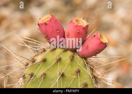 Close up on the fruits of opuntia polyacantha var. polyacantha, native to mexico. Botanical garden Berlin, Germany, Europe Stock Photo