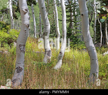 wiggly white birch trees in green alpine grove with yellow grass Stock Photo