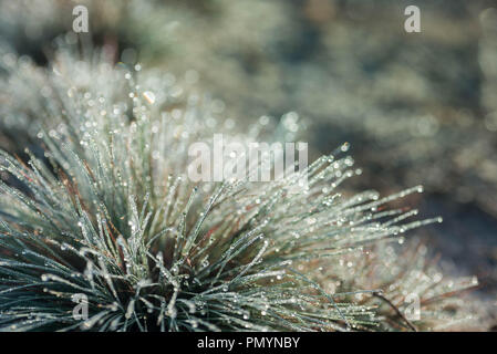 Festuca (fescue) grass with water drops macro Stock Photo