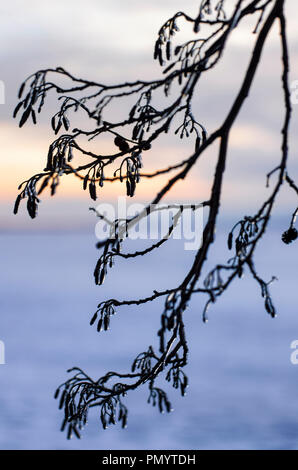 Branch of black alder covered with ice against the blue evening snow close-up Stock Photo