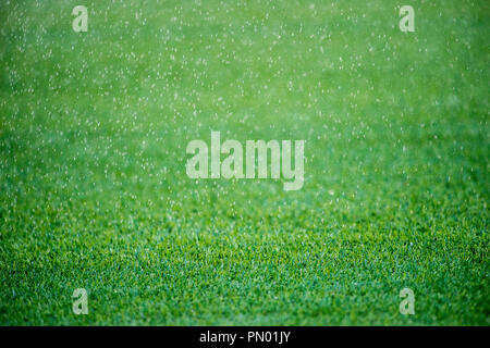 Closeup detail of texture in green grass lawnwith rain falling on it Stock Photo