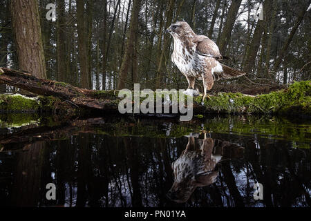 Common Buzzard, Buteo buteo, reflected in a pond, caught using a dslr camera trap, East Yorkshire, UK Stock Photo