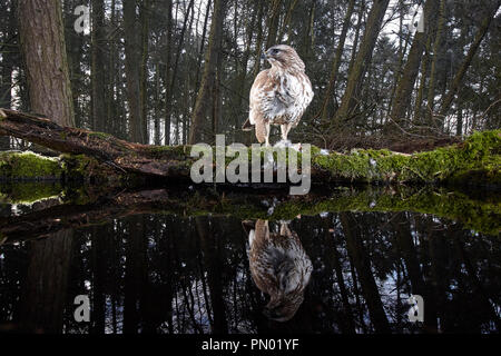 Common Buzzard, Buteo buteo, reflected in a woodland pond, caught using a remote dslr camera trap, East Yorkshire, UK Stock Photo
