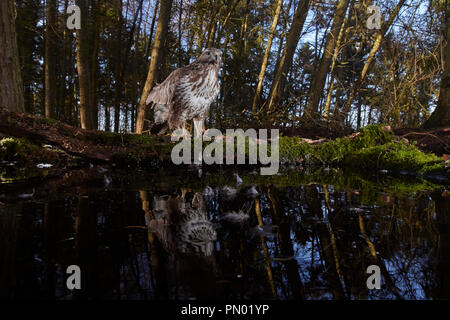 Common Buzzard, Buteo buteo, reflected in a woodland pond, caught using a remote dslr camera trap, East Yorkshire, UK Stock Photo
