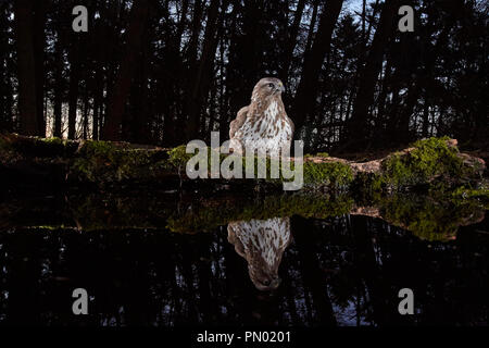 Common Buzzard, Buteo buteo, reflected in a woodland pond, caught using a dslr camera trap, East Yorkshire, UK Stock Photo