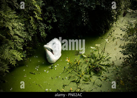 A Mute Swan, Cygnus olor, resting in duckweed above Fiddleford Mill Pool on the Dorset Stour near Sturminster Newton. Dorset England UK GB Stock Photo