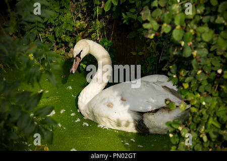 A Mute Swan, Cygnus olor, resting in duckweed above Fiddleford Mill Pool on the Dorset Stour near Sturminster Newton. Dorset England UK GB Stock Photo