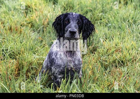 Springer and Cocker Spaniels at play.....working gundogs enjoying down time Stock Photo