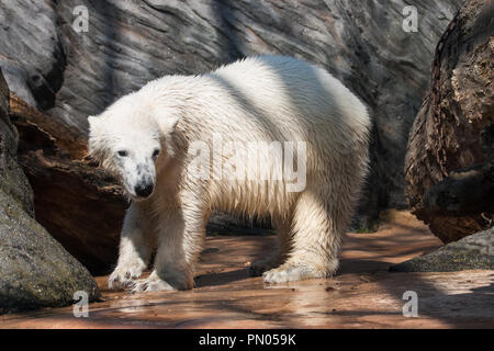 Polar bear after bathing. Stock Photo