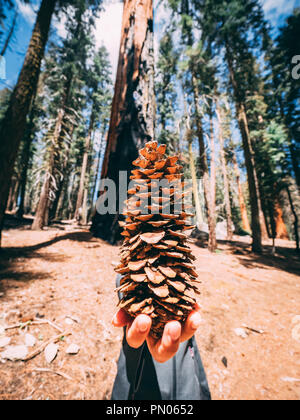 Pine resting on a stage of trees and rocks in the middle of giant forrest Stock Photo