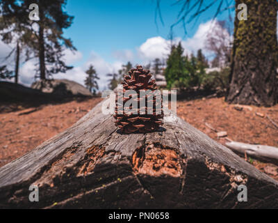 Pine resting on a stage of trees and rocks in the middle of giant forrest Stock Photo
