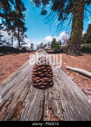 Pine resting on a stage of trees and rocks in the middle of giant forrest Stock Photo