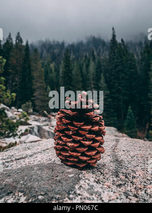 Pine resting on a stage of trees and rocks in the middle of giant forrest Stock Photo