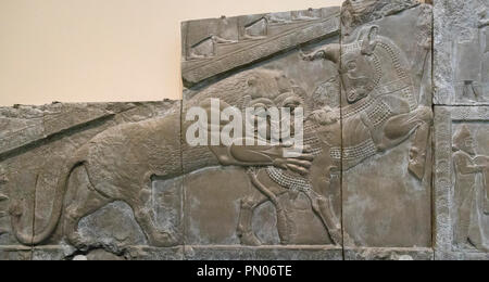 bas relief stone carving of lion bull combat from the staircase of the Apadana at Persepolis, now in the British Museum, London, England, UK Stock Photo