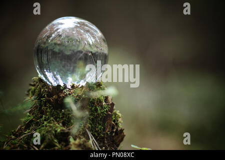 Crystal ball. A magical accessory in the woods on the stump. Rit Stock Photo