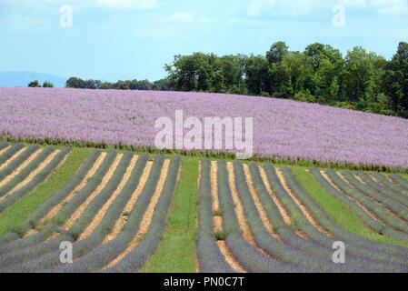 Field Patterns of Clary Sage, Salvia sclarea, & Rows of Lavender on the Valensole Plateau Alpes-de-Haute-Provence Provence France Stock Photo