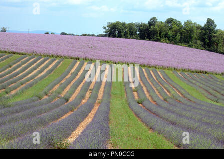 Field Patterns of Clary Sage, Salvia sclarea, & Rows of Lavender on the Valensole Plateau Alpes-de-Haute-Provence Provence France Stock Photo
