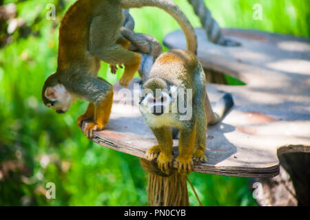 Squirrel Monkeys Are Grabbing Worms From The Zookeeper, 45% Off