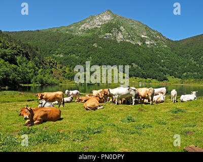 French mountain cattle grazing on the shores of Etang de Lers (Lake Lers) under Mont Beas high in the Ariège Pyrénées,  France Stock Photo