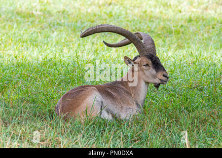 Iberian ibex / Spanish ibex (Capra pyrenaica) male with big horns resting in grassland Stock Photo